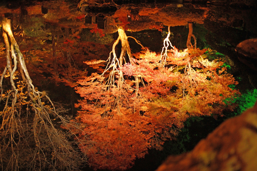 松島、紅葉、数枚。