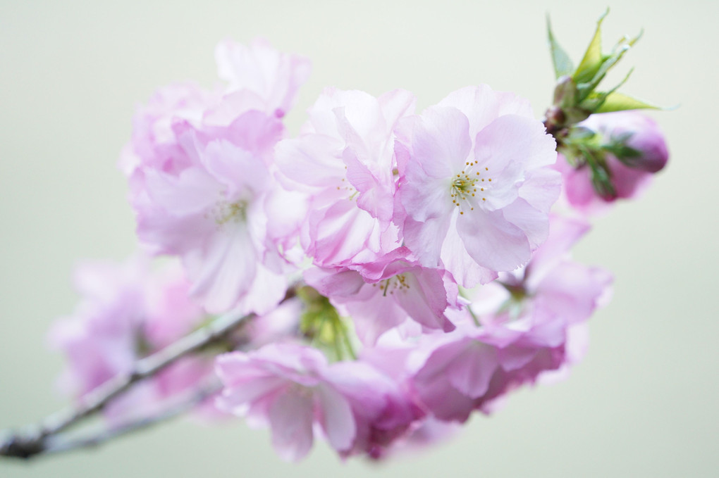 淡いピンク色の桜。