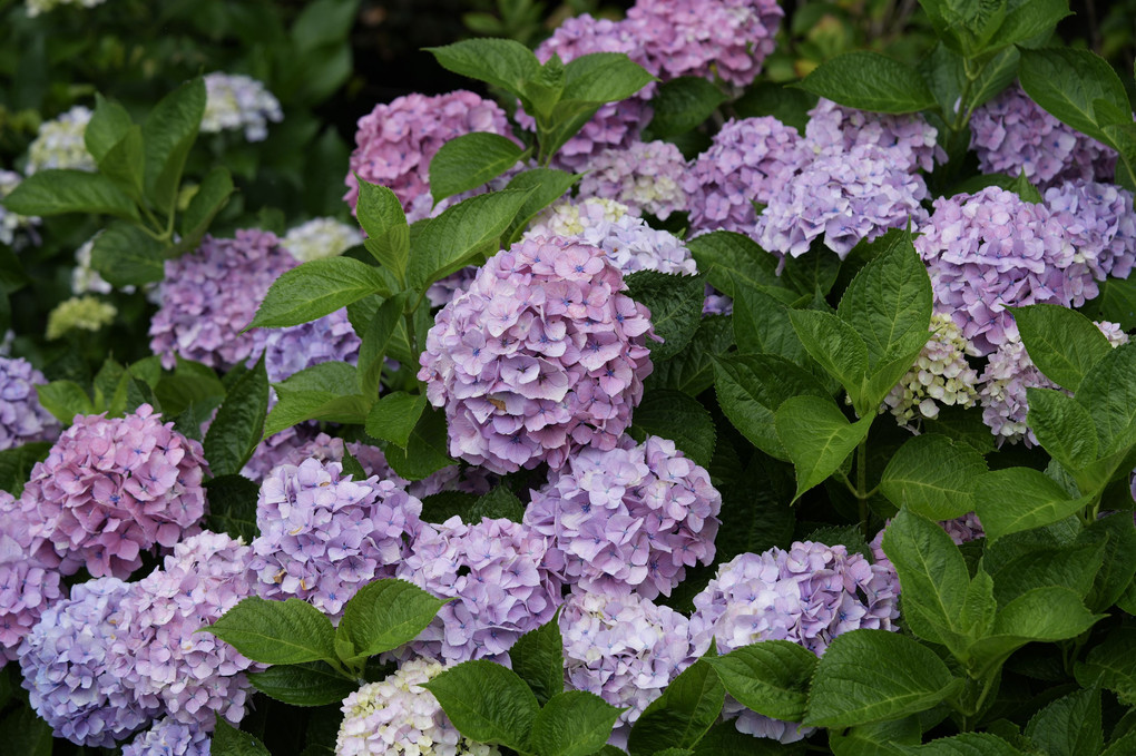 あじさい（住吉、熊本）