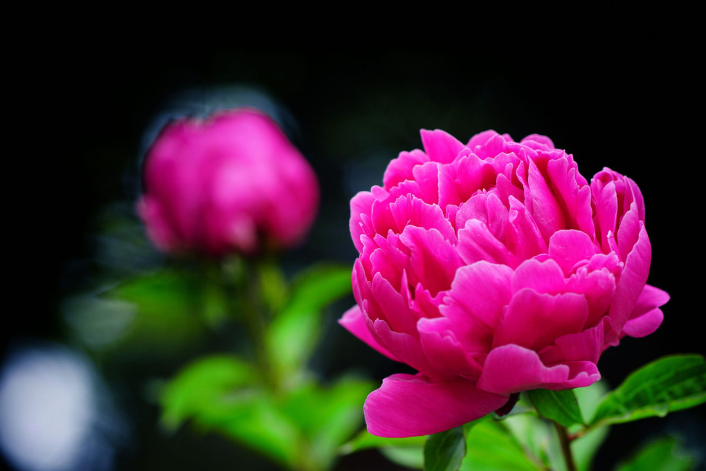 芍薬さんおはよう