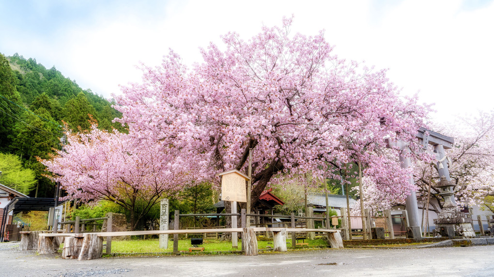 黒田の百年桜　令和の時代も咲き誇れ！