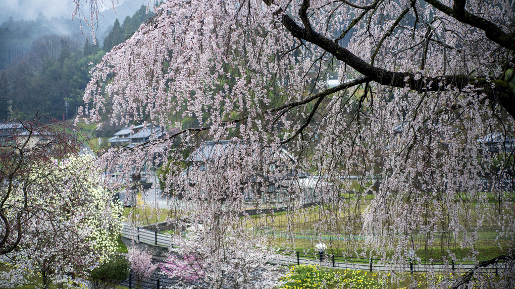 雨の又兵衛桜