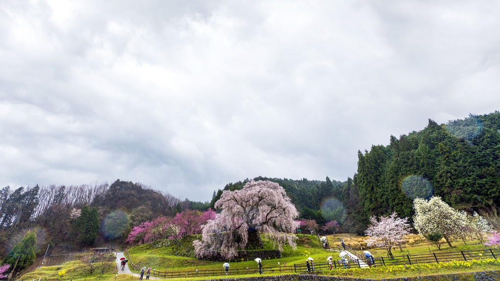 雨の又兵衛桜