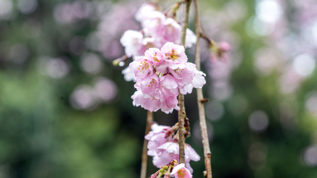 岩屋寺の枝垂れ桜
