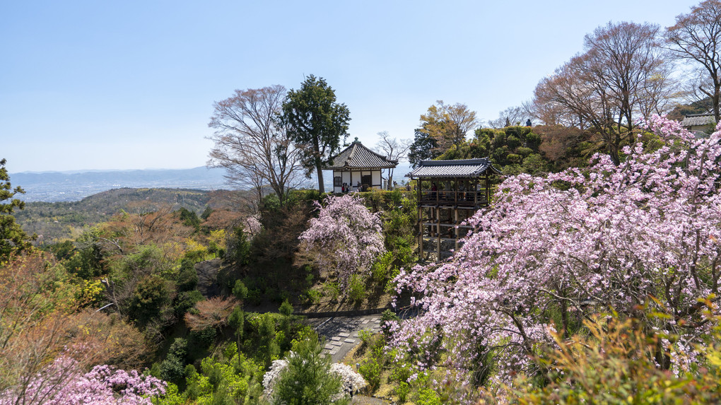 京都西山・善峯寺の桜