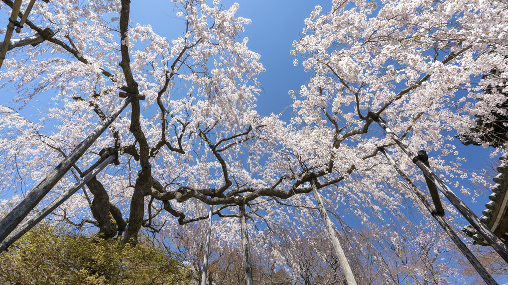 京都西山・善峯寺の桜