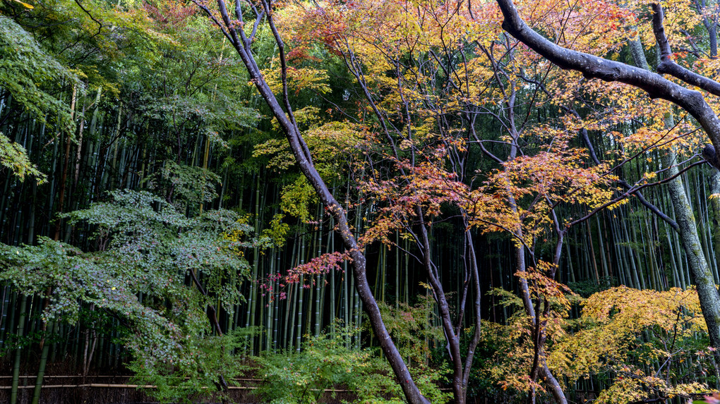 祇王寺晩秋