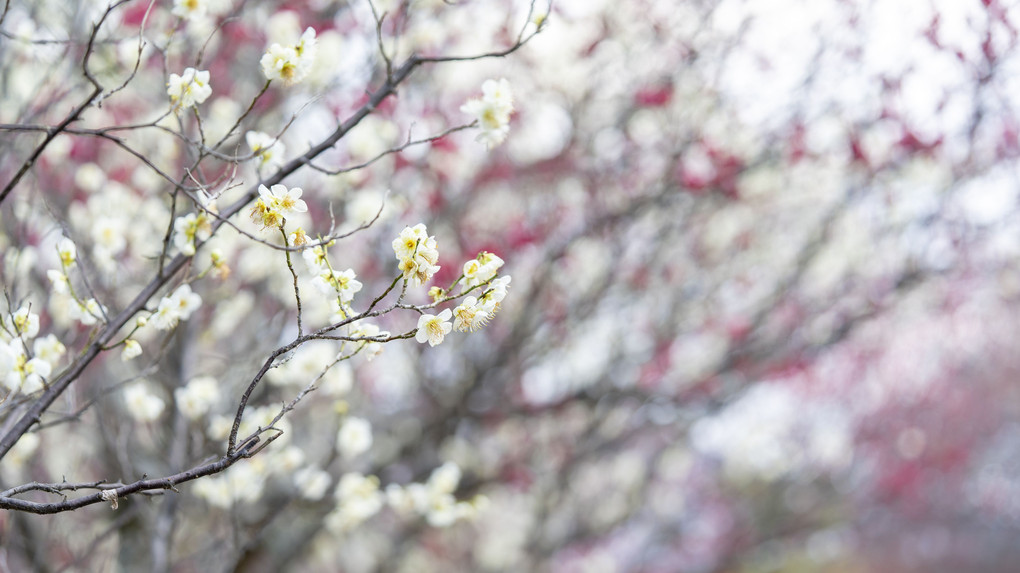 西の京　早春花だより