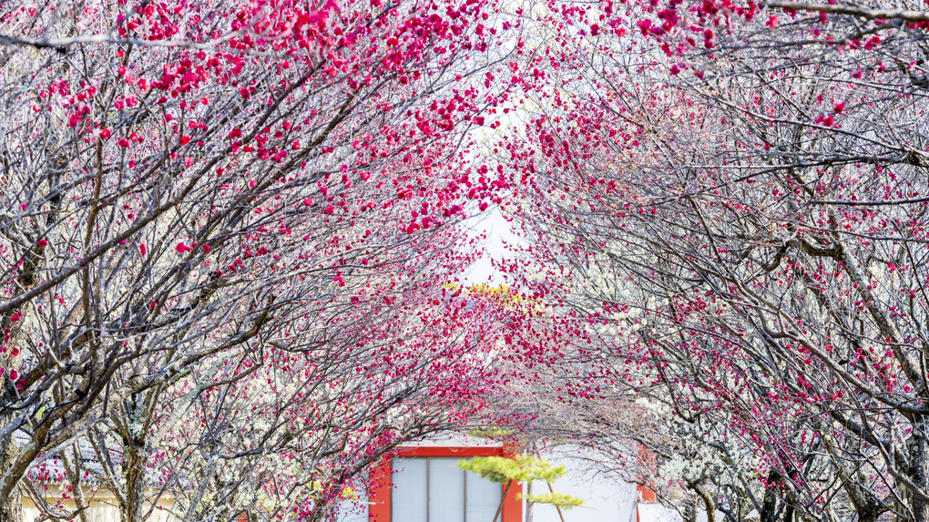 西の京　早春花だより