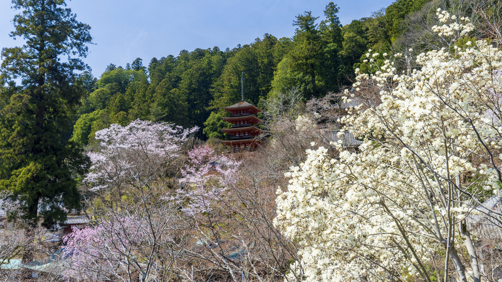 長谷寺桜景色