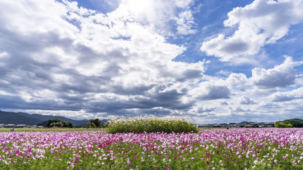 宮跡の秋桜