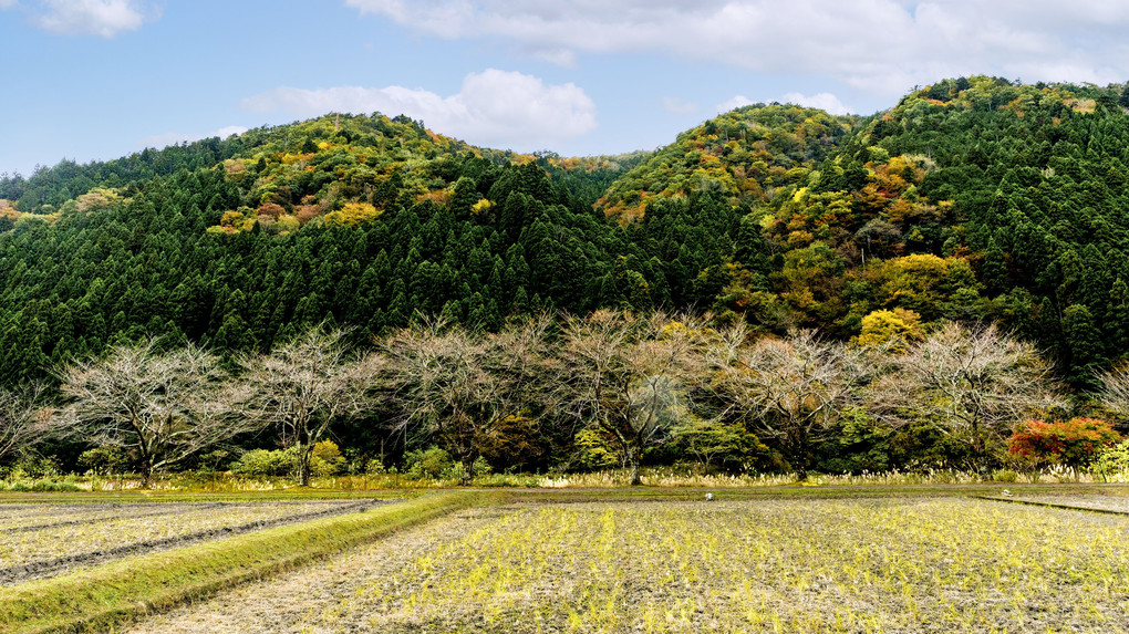 関西紅葉紀行