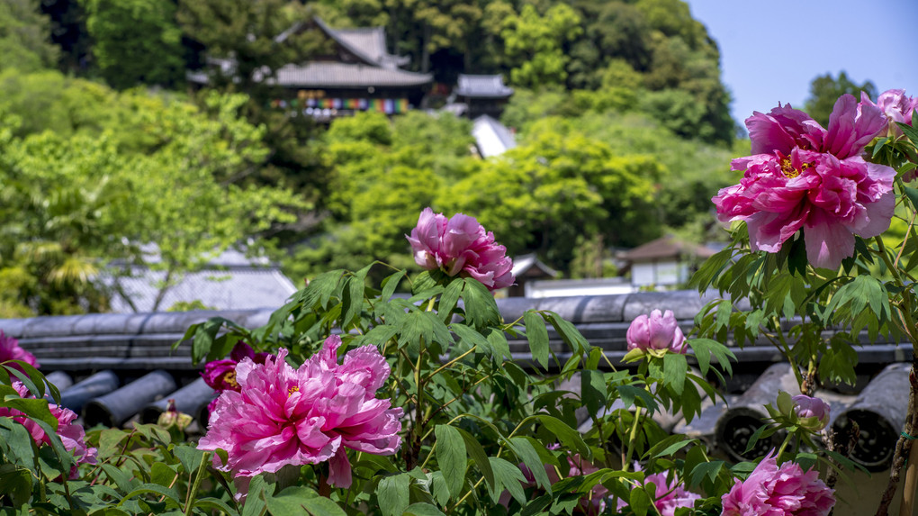 花の御寺