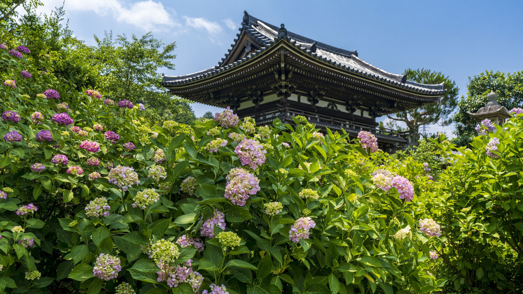 紫陽花の風景