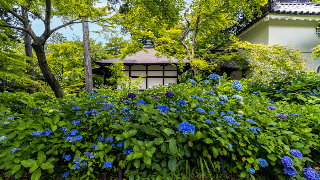 紫陽花の風景