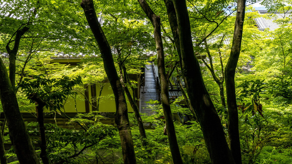 永観堂の初夏