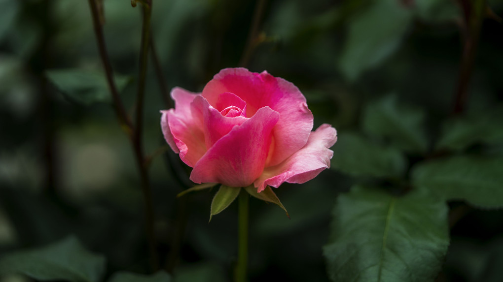 麗しの薔薇