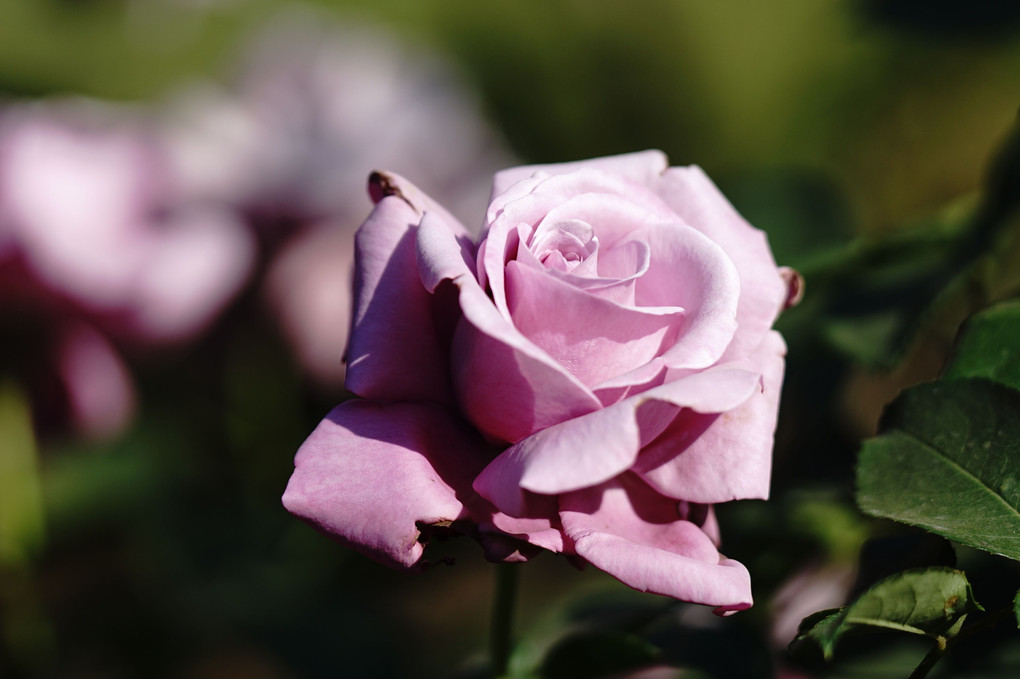 旧古河庭園の薔薇　（⒈）