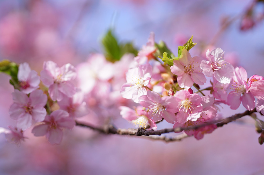 やっと咲いた河津桜