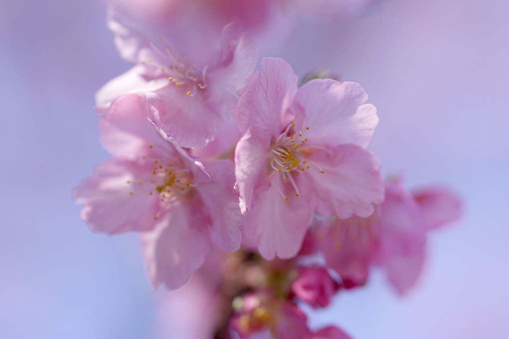 やっと咲いた河津桜