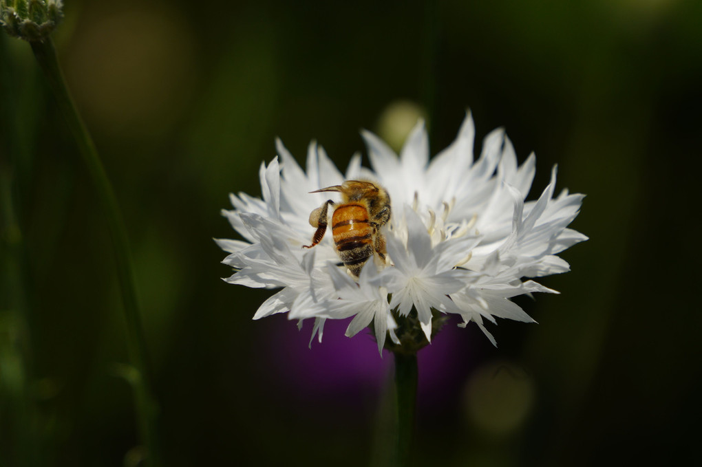 白い花が好き？