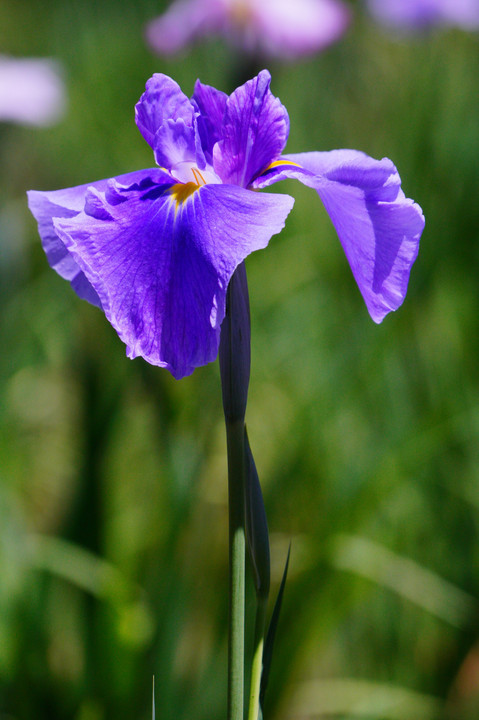 花菖蒲、睡蓮も咲く緑の小石川後楽園