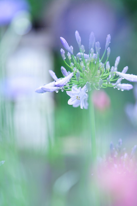 雨に咲く・アガパンサスの花