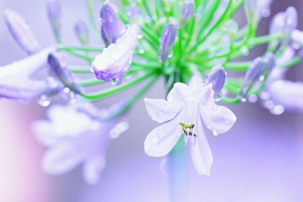雨に咲く・アガパンサスの花