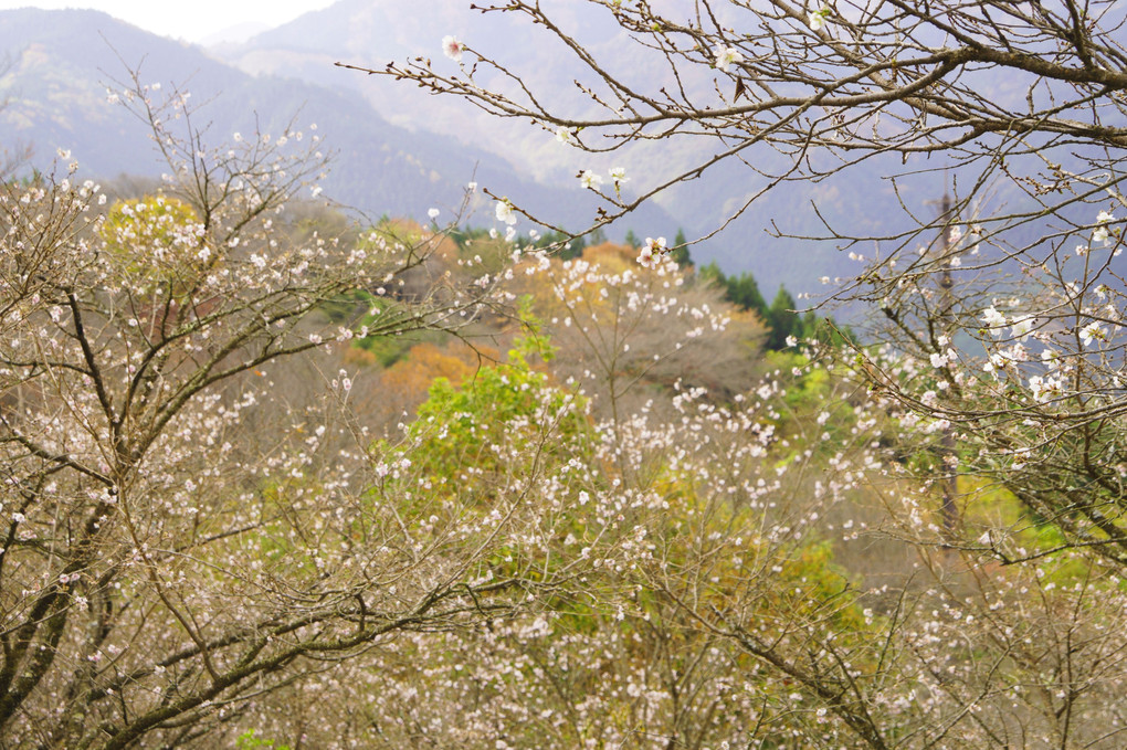 桜山公園：もみじと冬桜