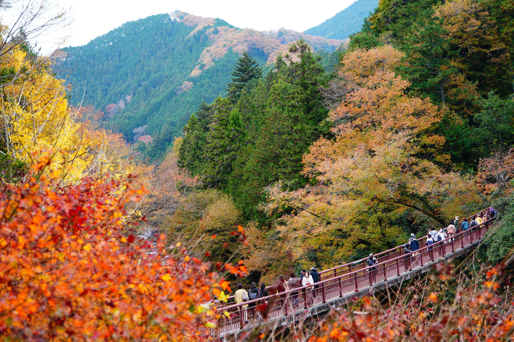 秋の遠足・秋川渓谷（１）