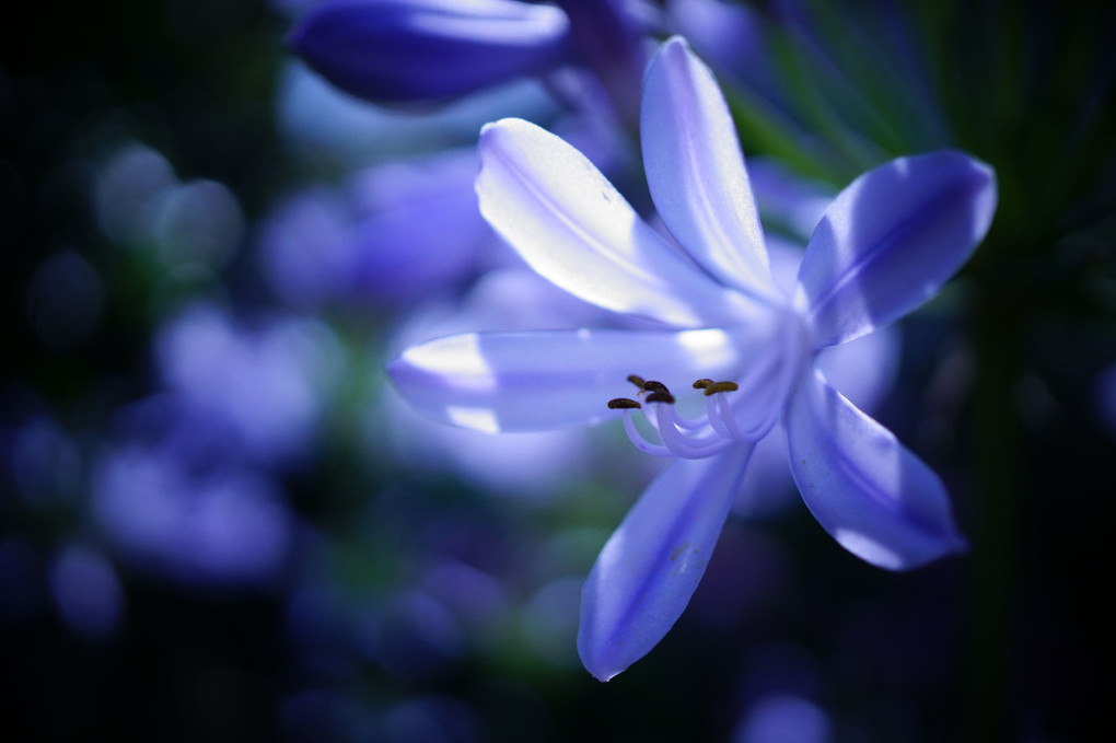 アガパンサスの花ひらく❀