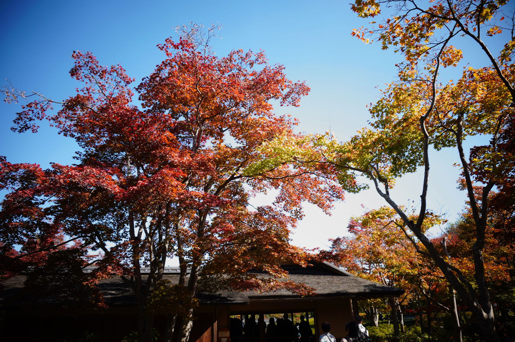 昭和記念公園（秋の日本庭園）