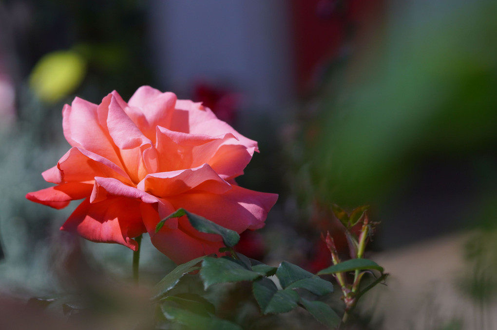 写散歩：薔薇咲くお庭