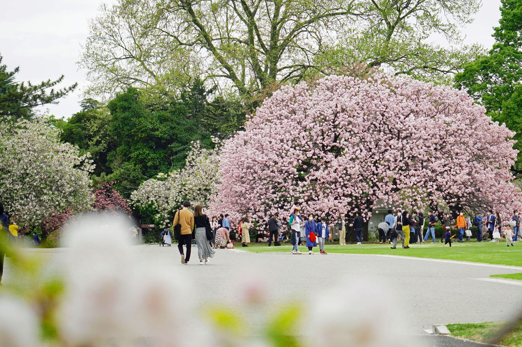 （レンズお試し）桜を撮るα新宿の公園編