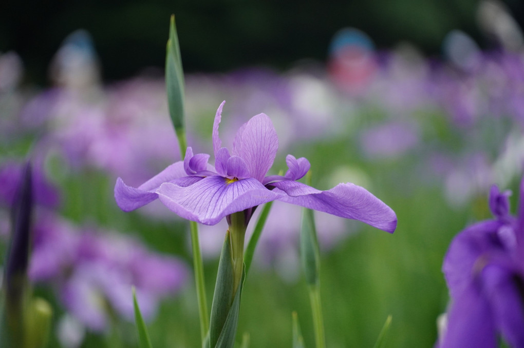 北山公園花菖蒲・Ⅱ