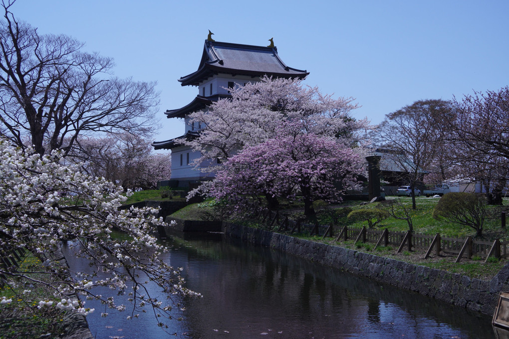 函館桜鑑賞の旅：Ⅱ．