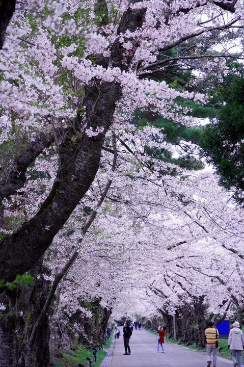 函館桜鑑賞の旅 Ⅲ．北斗の桜🌸