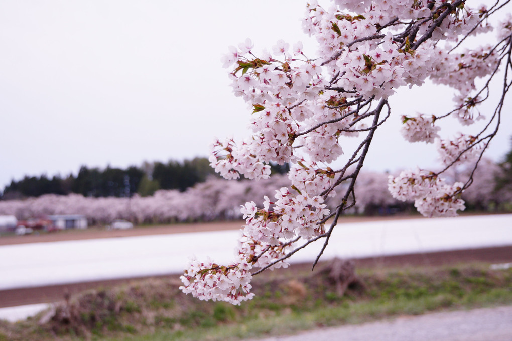 函館桜鑑賞の旅 Ⅲ．北斗の桜🌸
