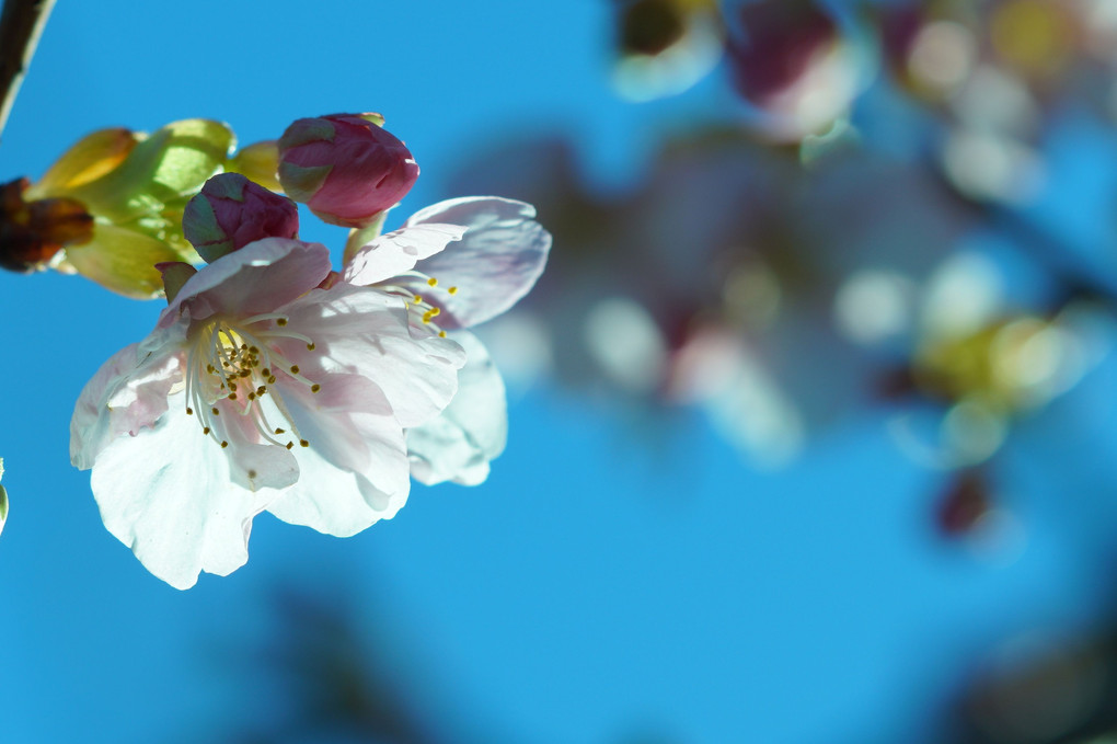 河津桜とメジロさん