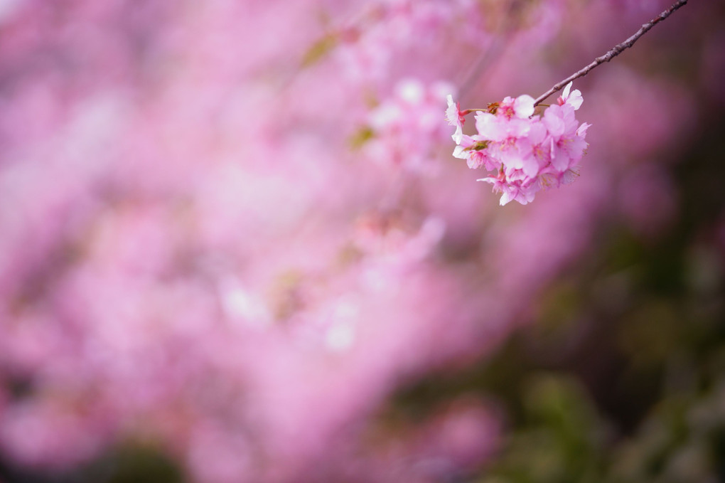 近所で河津桜が咲いてます