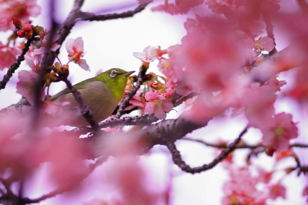 近所で河津桜が咲いてます