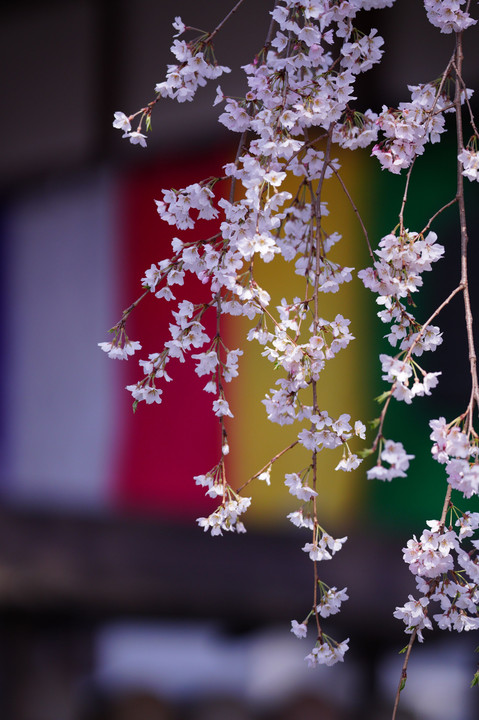 花の寺🌸枝垂れ桜🌸