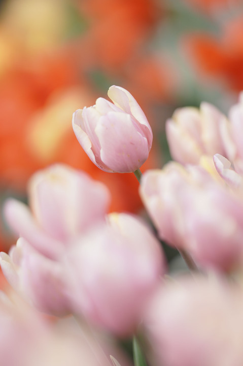 さくらと菜の花とチューリップ