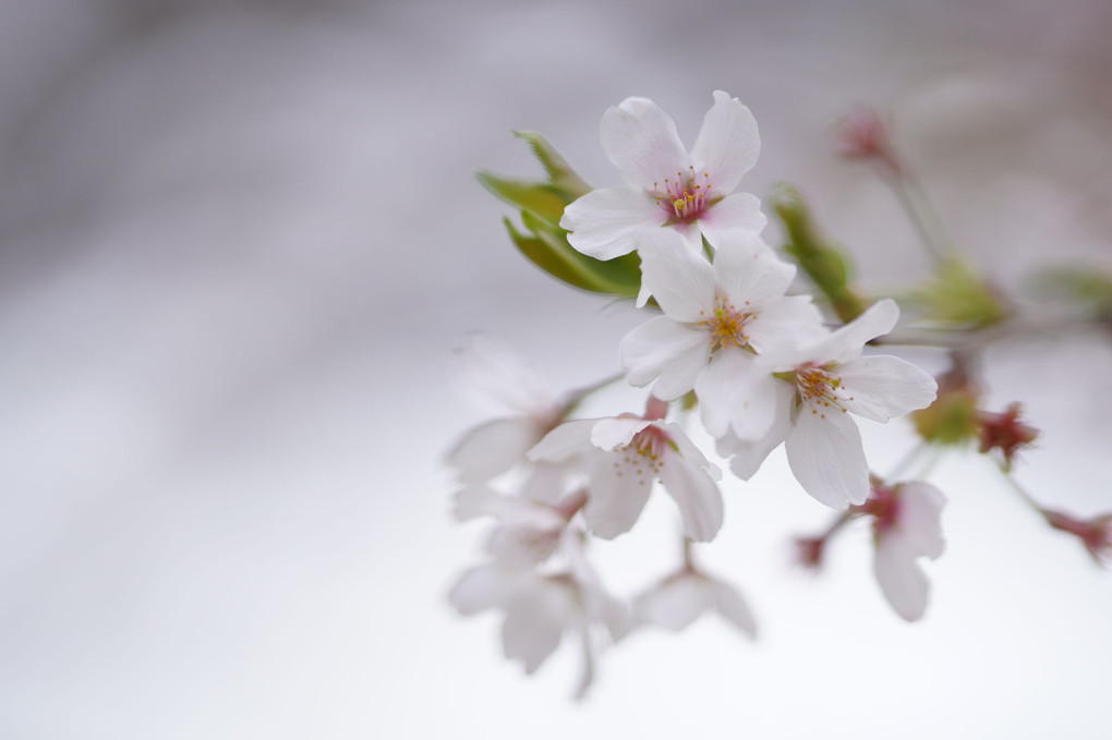 さくらと菜の花とチューリップ