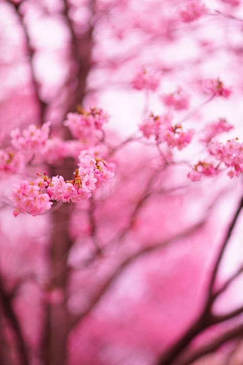  レンズ体験会～レンズを交換して、桜の撮影を楽しむ～