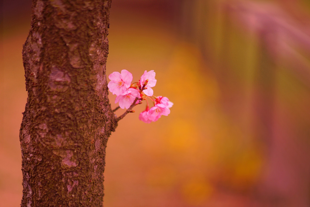  レンズ体験会～レンズを交換して、桜の撮影を楽しむ～
