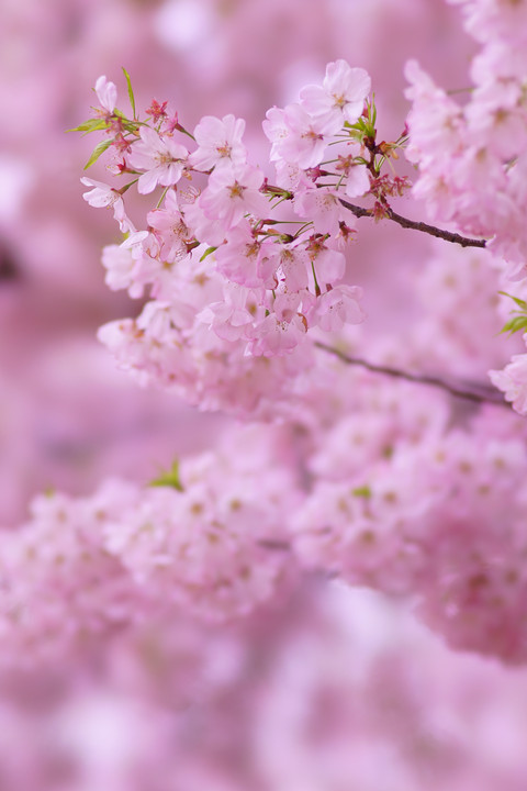 α体験会 ～公園で桜を撮る～