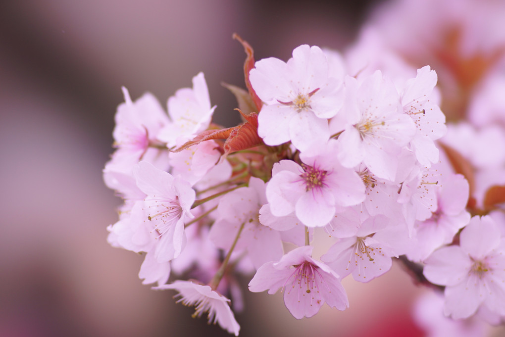 α体験会 ～公園で桜を撮る～ Part2