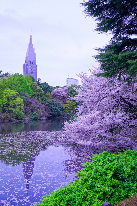 α体験会 ～公園で桜を撮る～ Part2