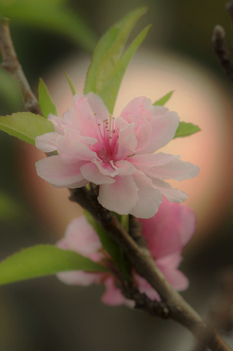 桃の季節